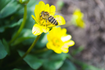 Bee on a yellow flower close up