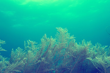 Fototapeta na wymiar coral reef vintage toning / unusual landscape, underwater life, ocean nature