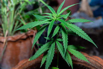 The Cannabis plant, Ganja