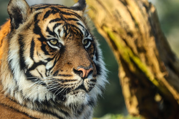 Tigre de sumatra. Espèce menacée