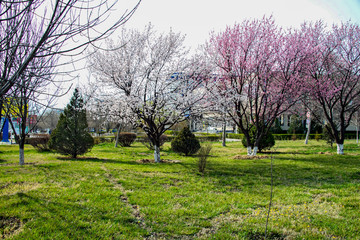 Весна в городе. Абрикос