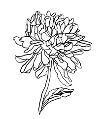 Decorative vector ink of drawing chrysanthemum flower