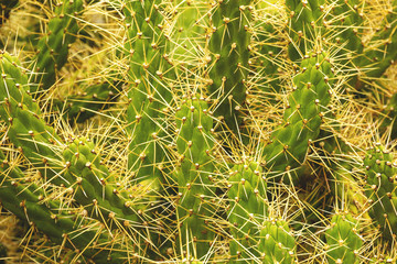 Prickly, green cactus, close up