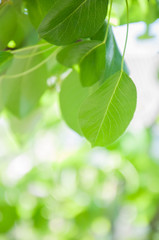 leaves apricots close-up on bokeh background