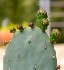 Cactus Opuntia leucotricha Plant with Spines Close Up. Green plant with spines and dried...