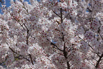 桜のアップ写真