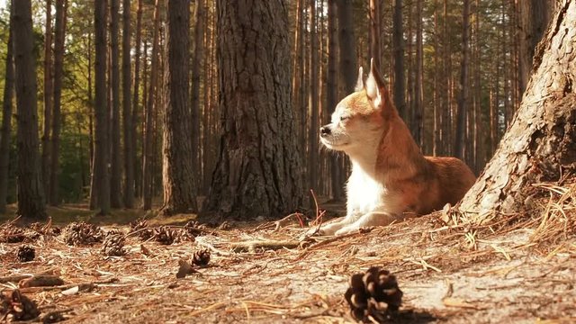 Little cute chihuahua dog lying on nature and enjoying the spring sun. Chiwawa dog lying on the forest substrate of pine needles. Dog lies and rests on a path in the woods in the summer under the sun
