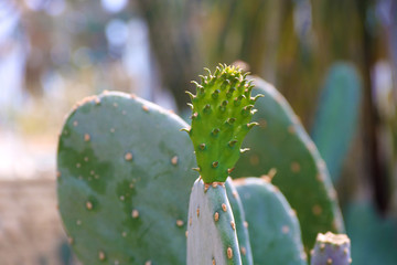 Cactus Opuntia leucotricha Plant with Spines Close Up. Green plant with spines and dried flowers.Indian fig opuntia, barbary fig, cactus prickly pear