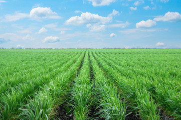 Fototapeta na wymiar Green field of wheat with beautiful clouds. Green background. Green Wheat