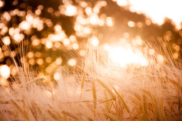 Golden ripe wheat at dawn. Ripe wheat sprouts on a sunny day against the background of trees through which the rays of the sun make their way. Wheat field on bokeh background. Wheat seed