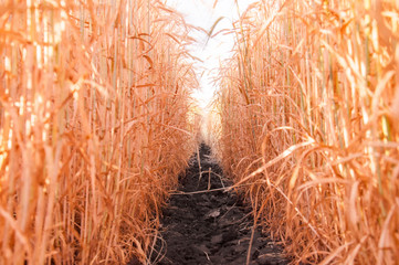 Wheat photographed from ground level between rows. The path goes into the distance in the wheat field. Tunnel between rows of wheat