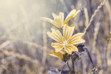 Beautiful cichorium intybus flowers on n wild field in sunset light closeup. Flower of wild chicory endive. Soft focus nature background. Delicate pastel toned image. Copy space