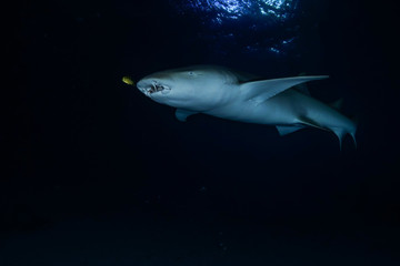 Diving the Maldives