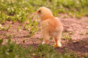 A little yellow chicken walks in the green grass in summer. Chicken running around the garden on the farm