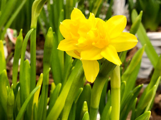 Yellow daffodil close up. © Valera Kolomiets