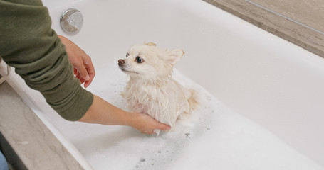 Pomeranian dog take bath