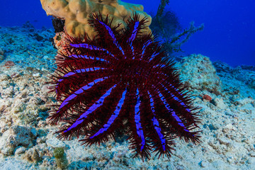 Diving the Maldives