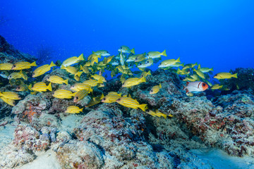 Fototapeta na wymiar Diving the Maldives