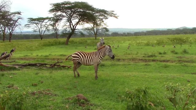 Two zebras stand in savannah, and in the background four birds scavengers African marabou are interested in a creeping turtle in Africa in Kenya