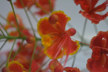 close up of red peacock flowers or flame trees with white background