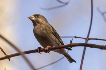 A bright greenfinch sits on a branch in the park and looks at the photographer. Urban green and yellow warbler in nature habitat. Close-up.