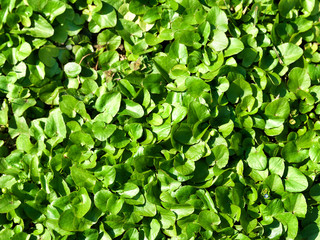 Green leaves of bushes.