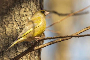 A bright greenfinch sits on a branch in the park and looks at the photographer. Urban green and yellow warbler in nature habitat. Close-up.