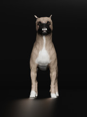 Boxer dog  looking angry and growling front view 3d render