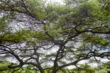 Landscape in Uganda