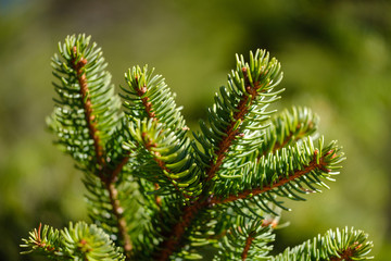 Green spruce tree branches in spring