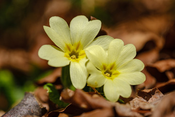 Obraz na płótnie Canvas Yellow primrose in spring