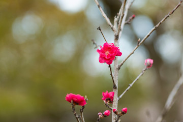 モモの花