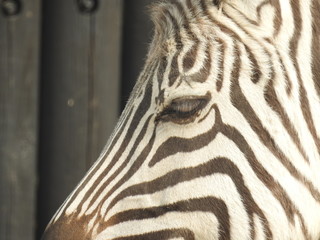 Fototapeta na wymiar Zebra collection #1