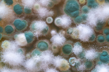 Colonies of fungi and bacteria on agar in a petri dish