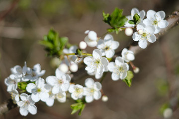 Blooming tree branch