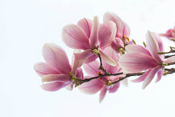Fototapeta na wymiar Pink or white flowers of blossoming magnolia tree (Magnolia denudata) in the springtime 
