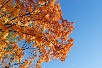 Golden autumn. Maple branches with orange and red foliage.