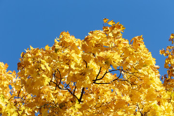 Golden autumn. Colorful maple branches close-up, against a blue sky.