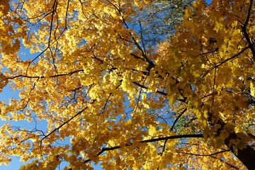 Yellow autumn maple trees. The view is not the crown of the tree below.