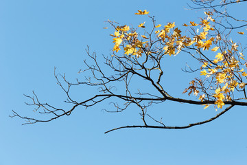 Half-naked maple branch. Falling foliage. Late, colorful autumn. October.