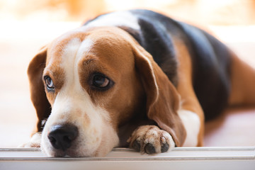 Beagle dogs are looking with poor eyesight