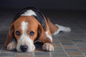 The beagle dog is sitting and watching something in front of it