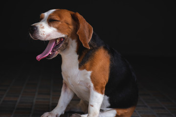 Beagle dog standing yawning