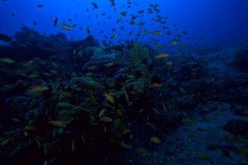 Naklejka na ściany i meble coral reef underwater / sea coral lagoon, ocean ecosystem