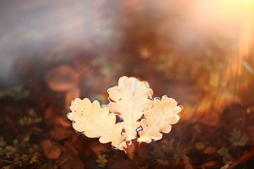 fall wet leaves background / autumn background, yellow leaves fallen from the trees, fall of the leaves, autumn park
