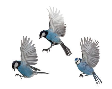 photo of three blue tits in flight
