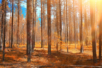 Fototapeta premium autumn forest landscape / yellow forest, trees and leaves October landscape in the park