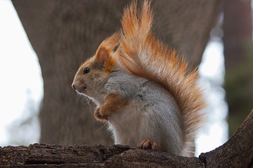 Red squirrel on a tree branch in the wild.