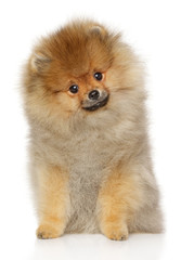 Obraz premium Pomeranian Spitz puppy sits on white background