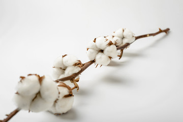 Cotton Branch on White Background. Soft and Delicate White Cotton Flowers.